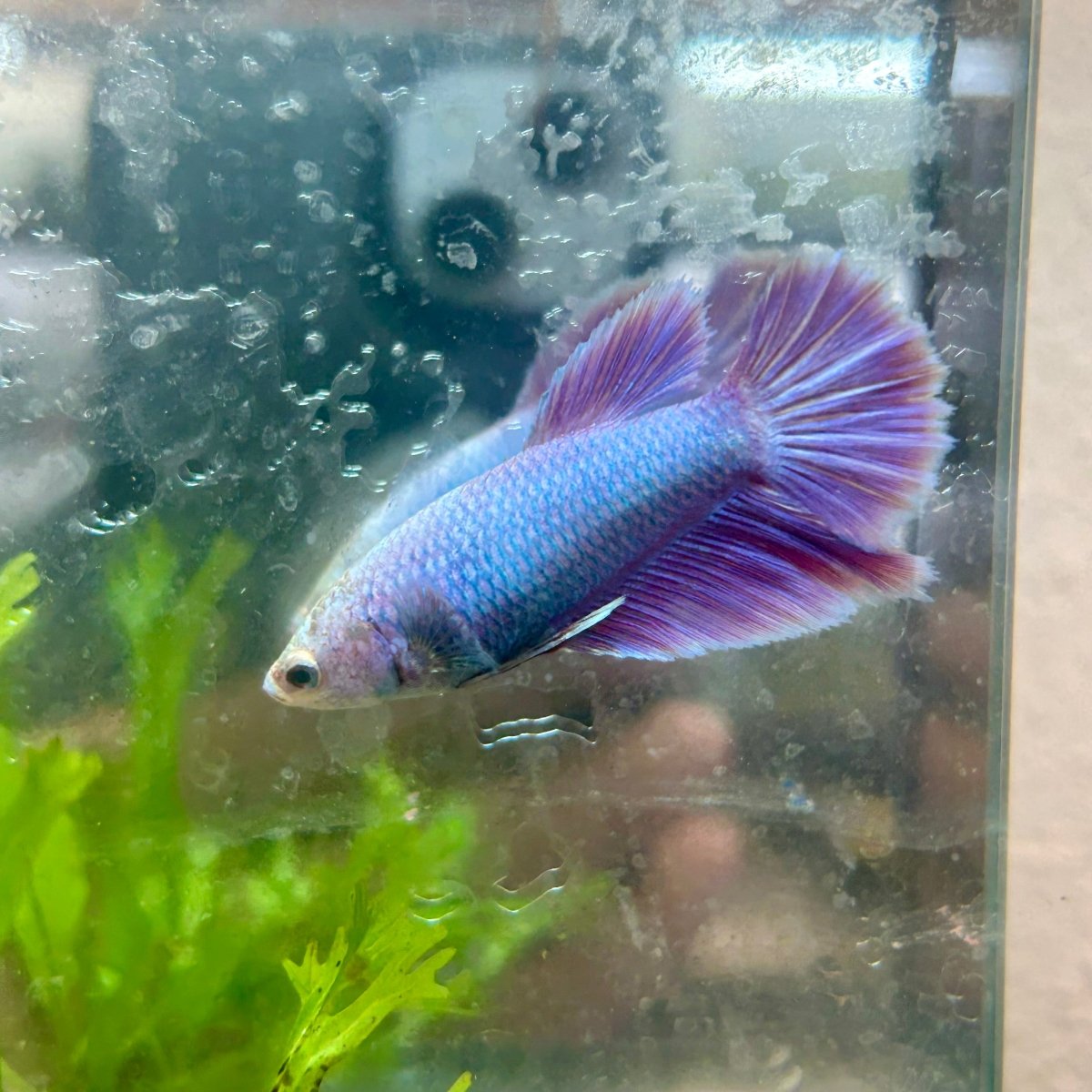 Betta Female Halfmoon Purple Pink 124