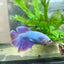 Betta Female Halfmoon Purple Pink 124