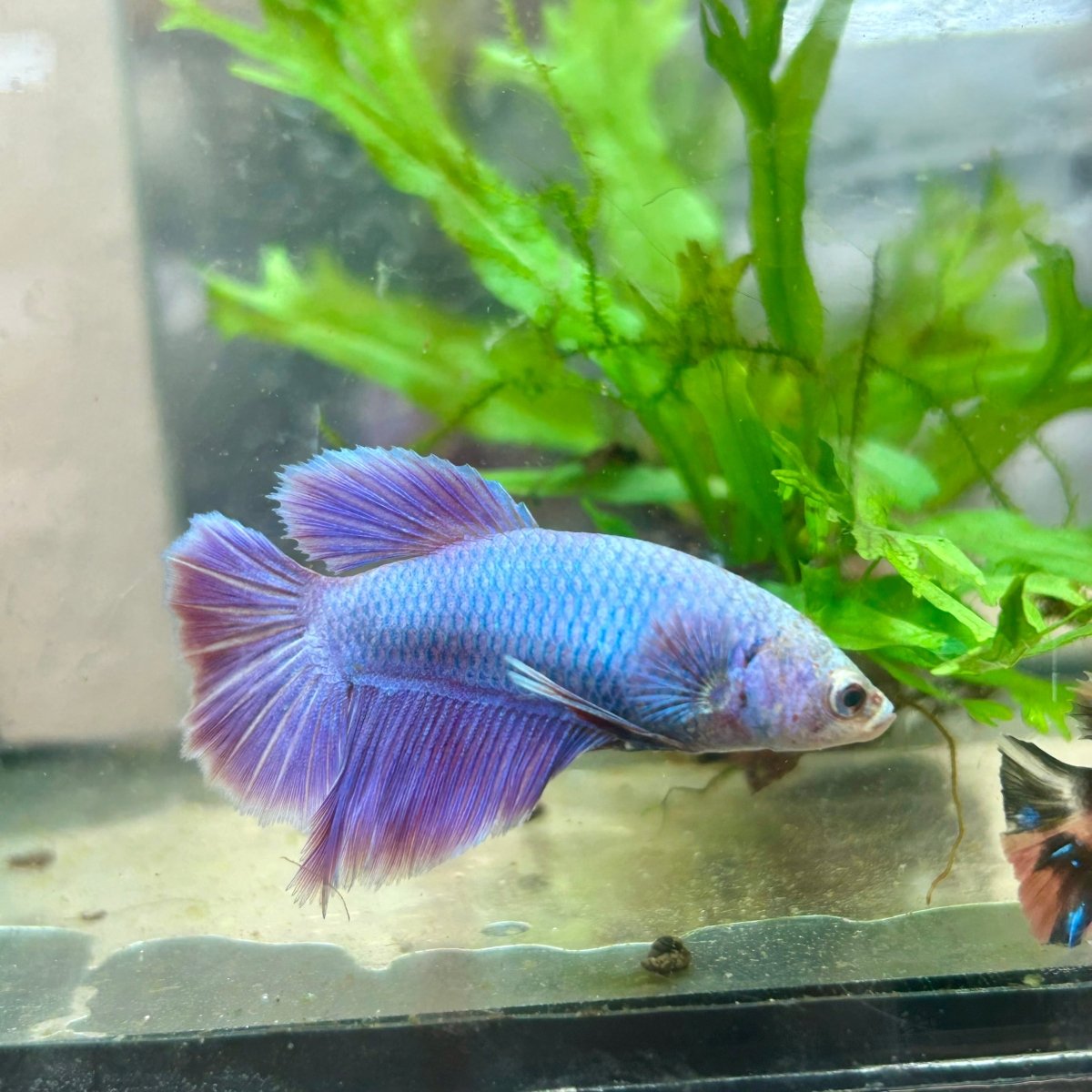 Betta Female Halfmoon Purple Pink 124