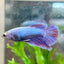 Betta Female Halfmoon Purple Pink 124