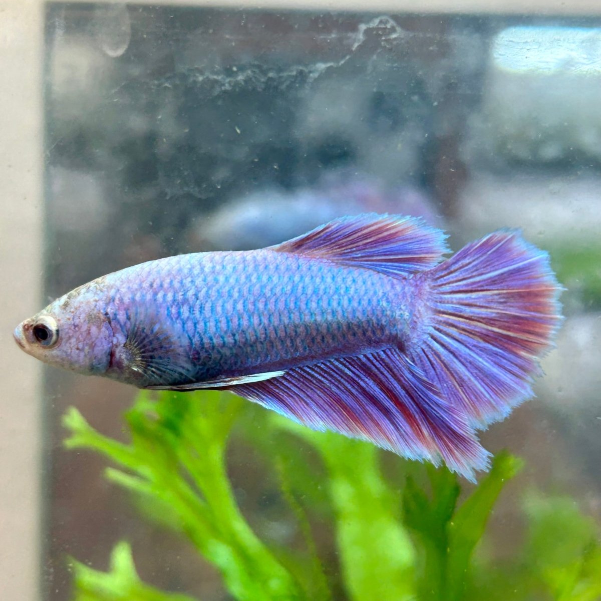 Betta Female Halfmoon Purple Pink 124