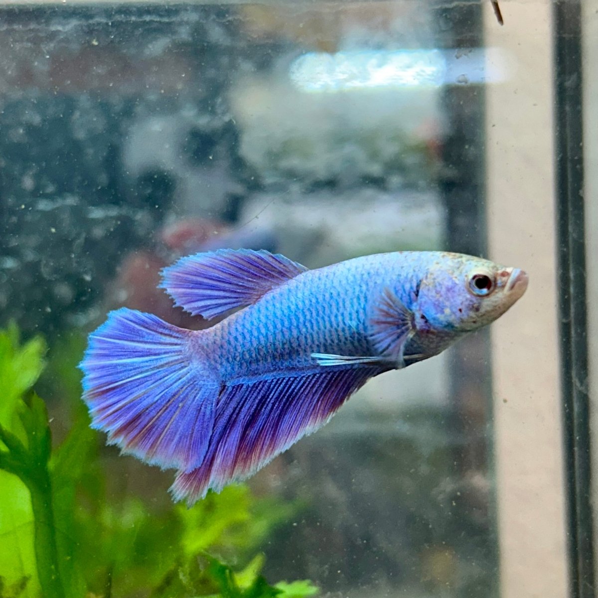 Betta Female Halfmoon Purple Pink 124