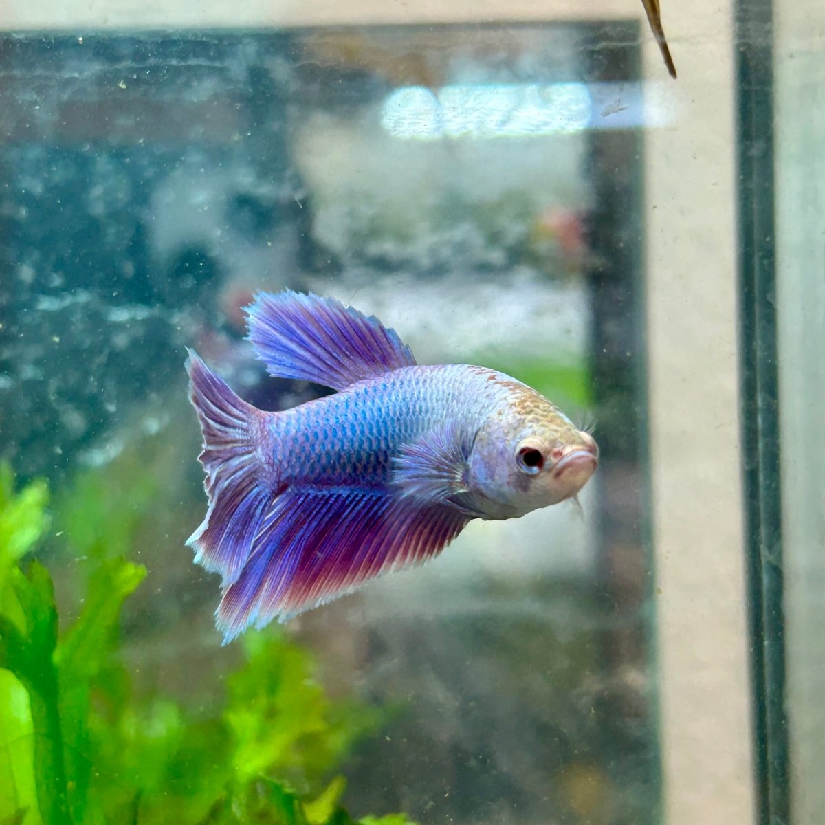 Betta Female Halfmoon Purple Pink 124