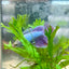 Betta Female Halfmoon Purple Pink 124