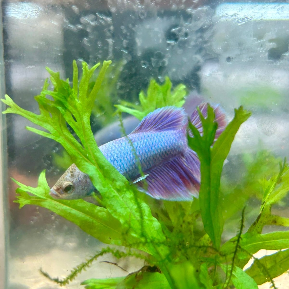 Betta Female Halfmoon Purple Pink 124