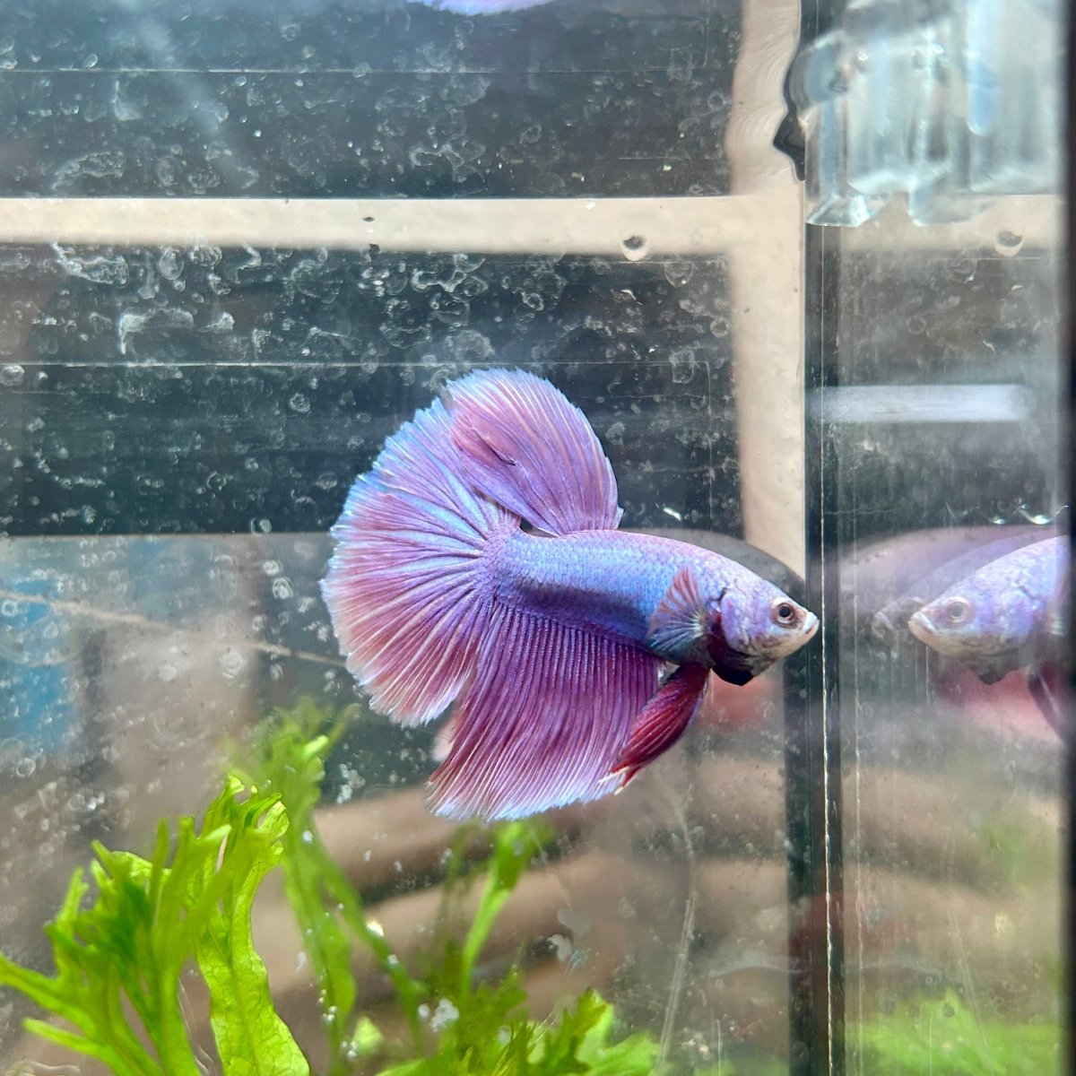 Betta Female Halfmoon Purple Pink 17