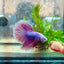 Betta Female Halfmoon Purple Pink 17