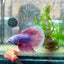 Betta Female Halfmoon Purple Pink 17