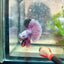 Betta Female Halfmoon Purple Pink 17