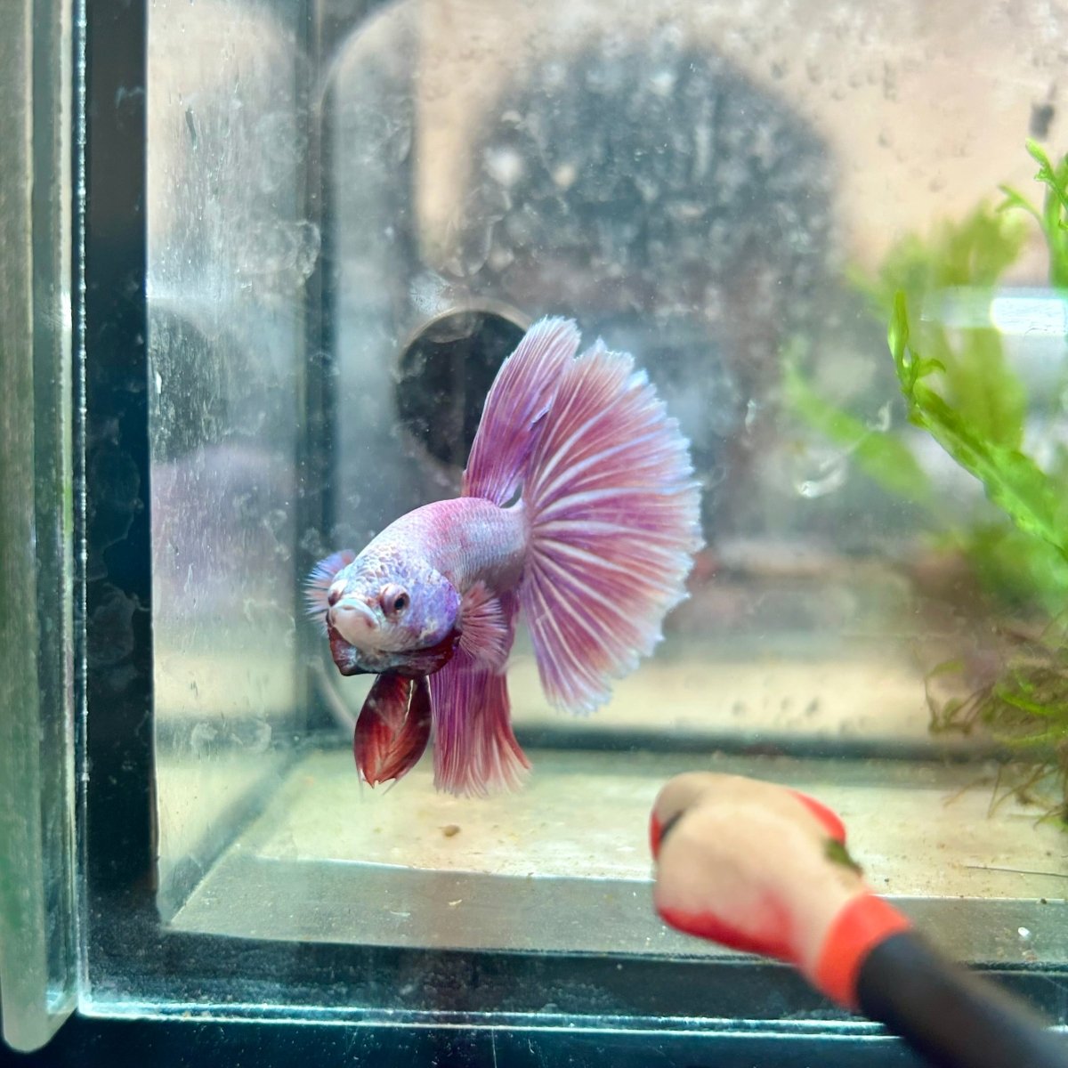 Betta Female Halfmoon Purple Pink 17