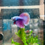 Betta Female Halfmoon Purple Pink 17