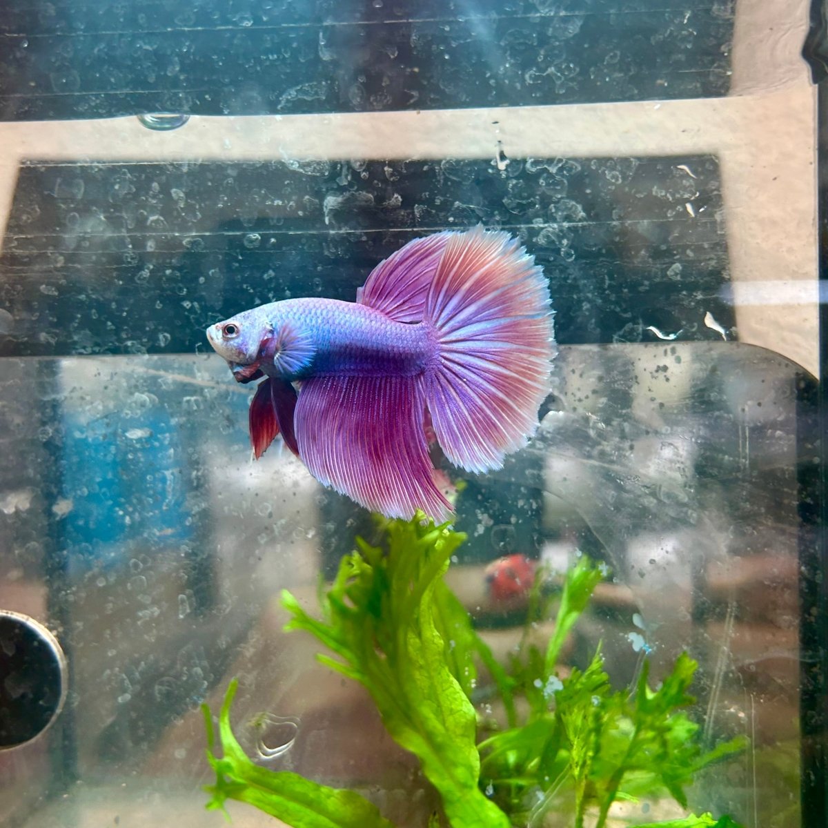 Betta Female Halfmoon Purple Pink 17
