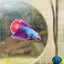 Betta Female Halfmoon Purple Pink D04