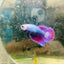 Betta Female Halfmoon Purple Pink D04