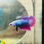 Betta Female Halfmoon Purple Pink D04