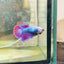 Betta Female Halfmoon Purple Pink D04