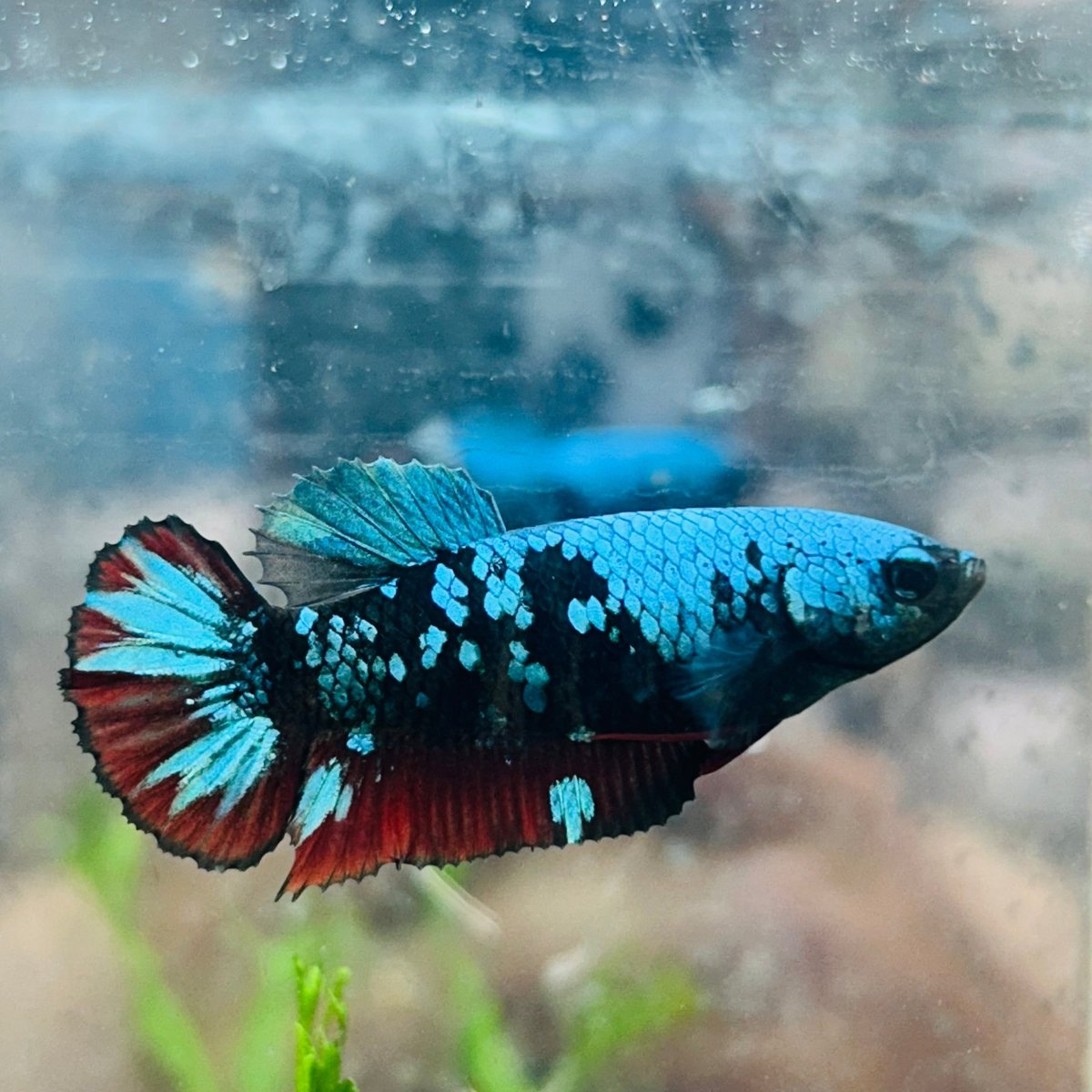 Betta Female Plakat Avarta Blue 152