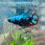 Betta Female Plakat Avarta Blue 152