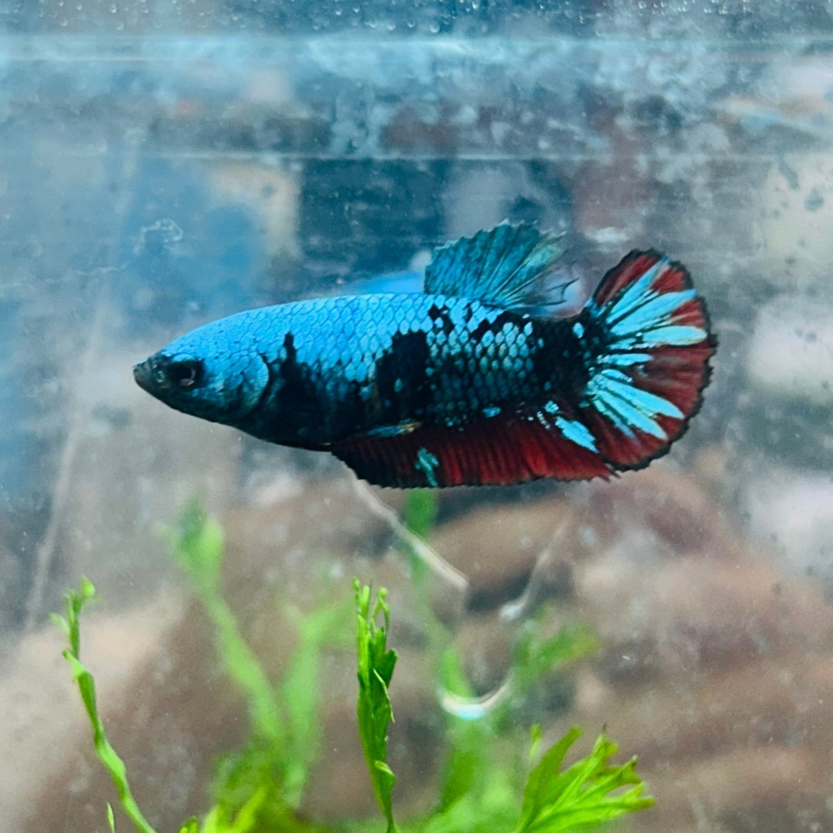Betta Female Plakat Avarta Blue 152