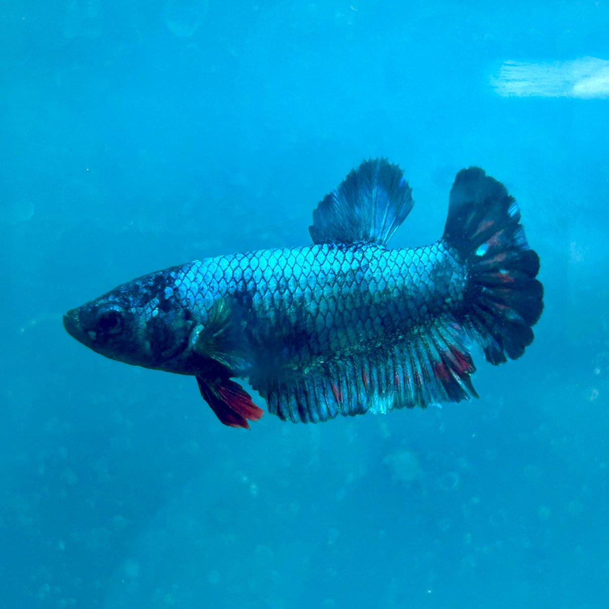 Betta Female Plakat Avarta Blue 180