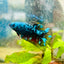Betta Female Plakat Avarta Nebula 053
