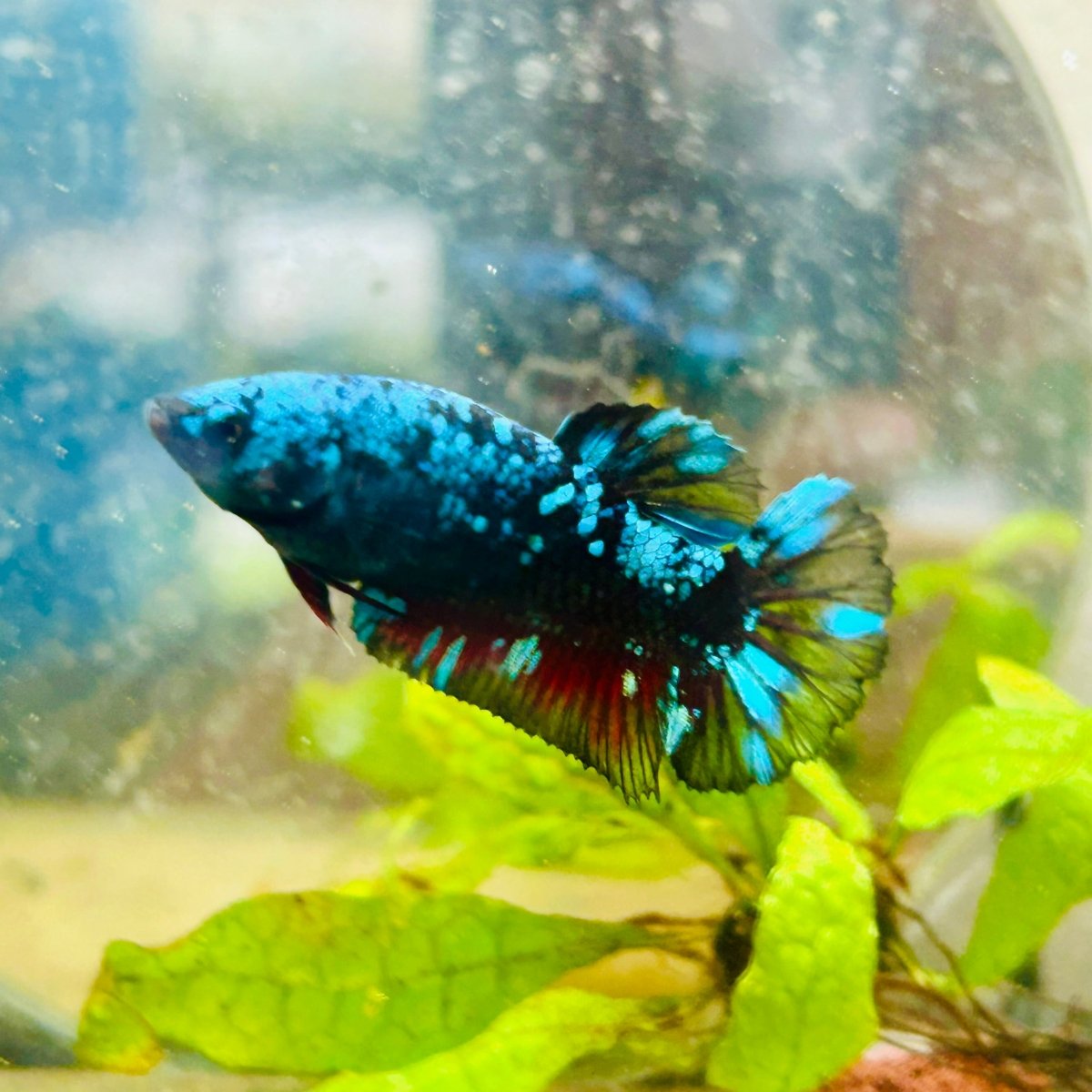 Betta Female Plakat Avarta Nebula 053