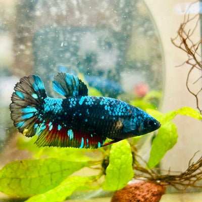 Betta Female Plakat Avarta Nebula 053