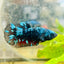 Betta Female Plakat Avarta Nebula 053