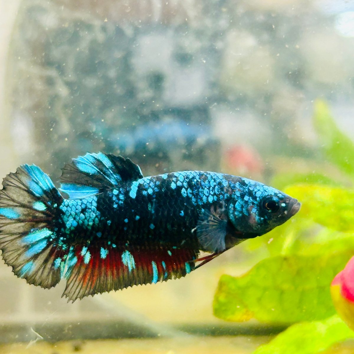 Betta Female Plakat Avarta Nebula 053