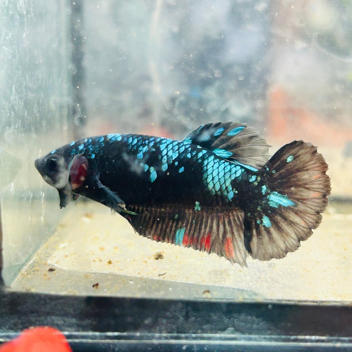 Betta Female Plakat Avarta Nebula 070