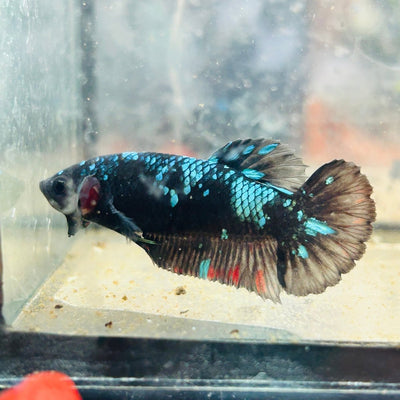 Betta Female Plakat Avarta Nebula 070