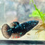 Betta Female Plakat Avarta Nebula 070