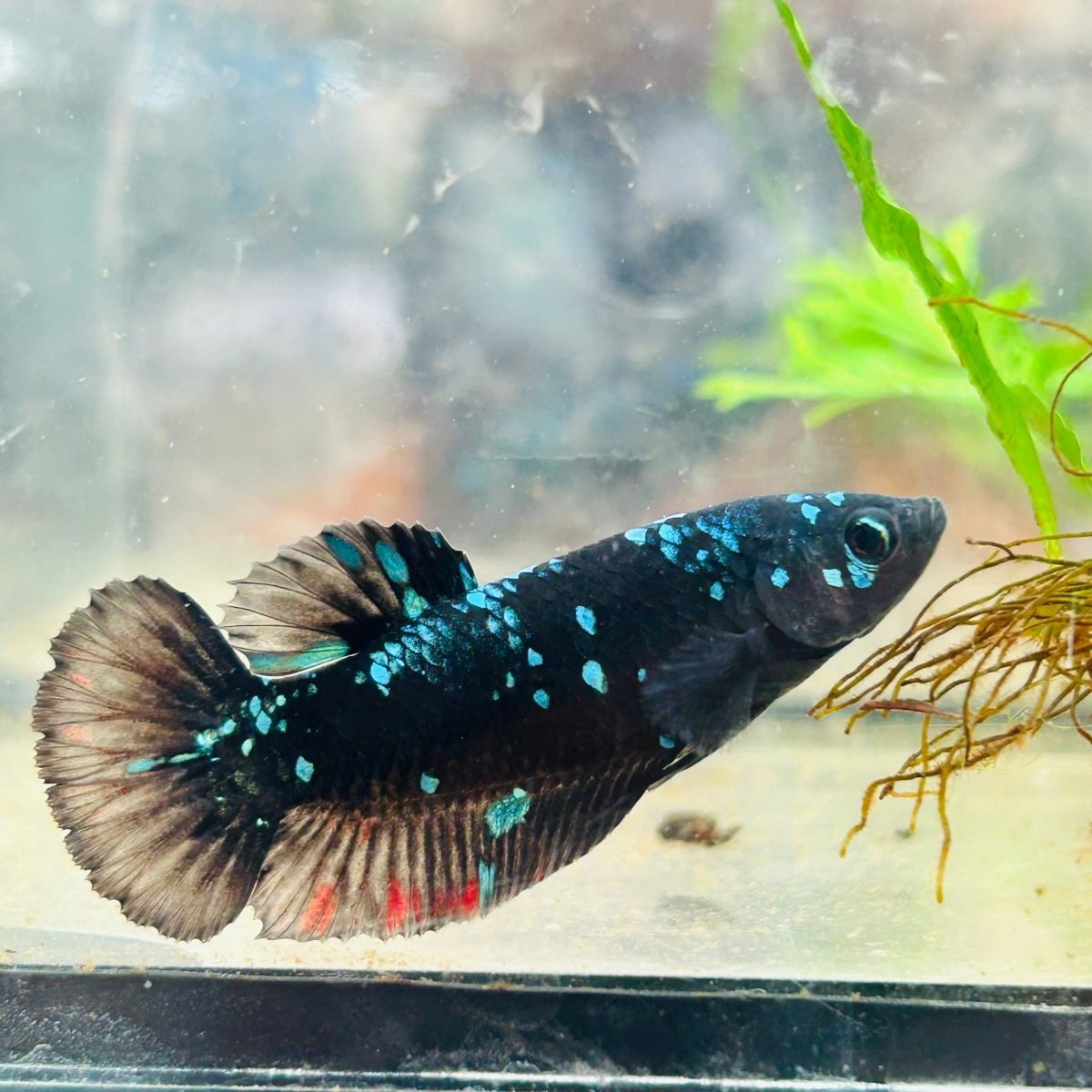 Betta Female Plakat Avarta Nebula 070