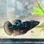 Betta Female Plakat Avarta Nebula 070