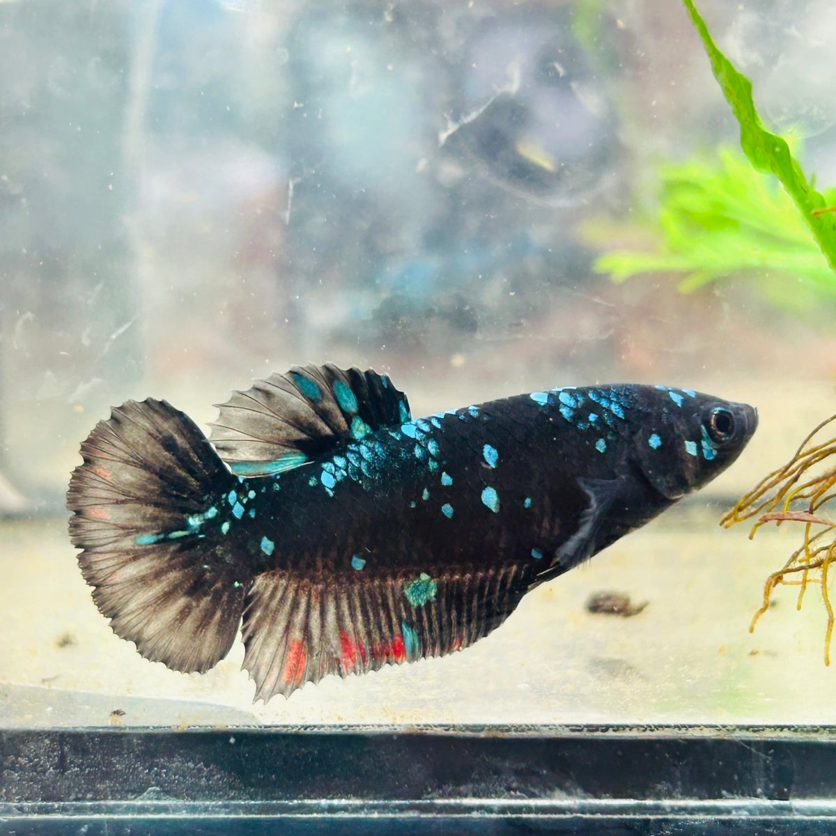 Betta Female Plakat Avarta Nebula 070