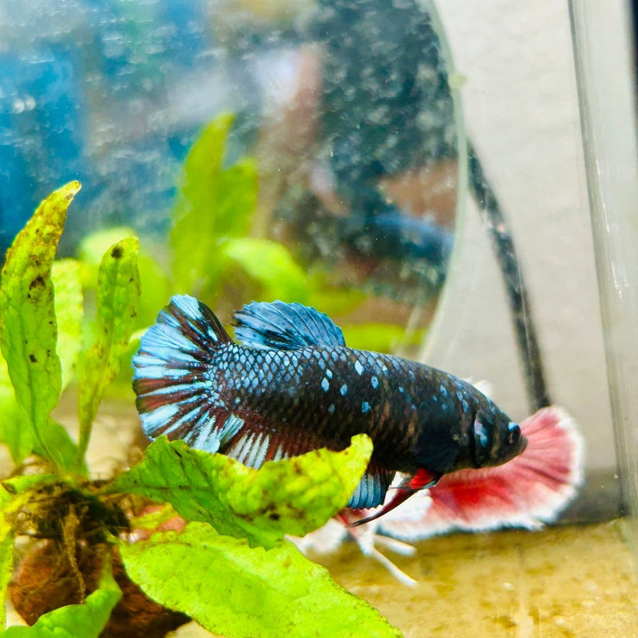 Betta Female Plakat Avarta Nebula 198
