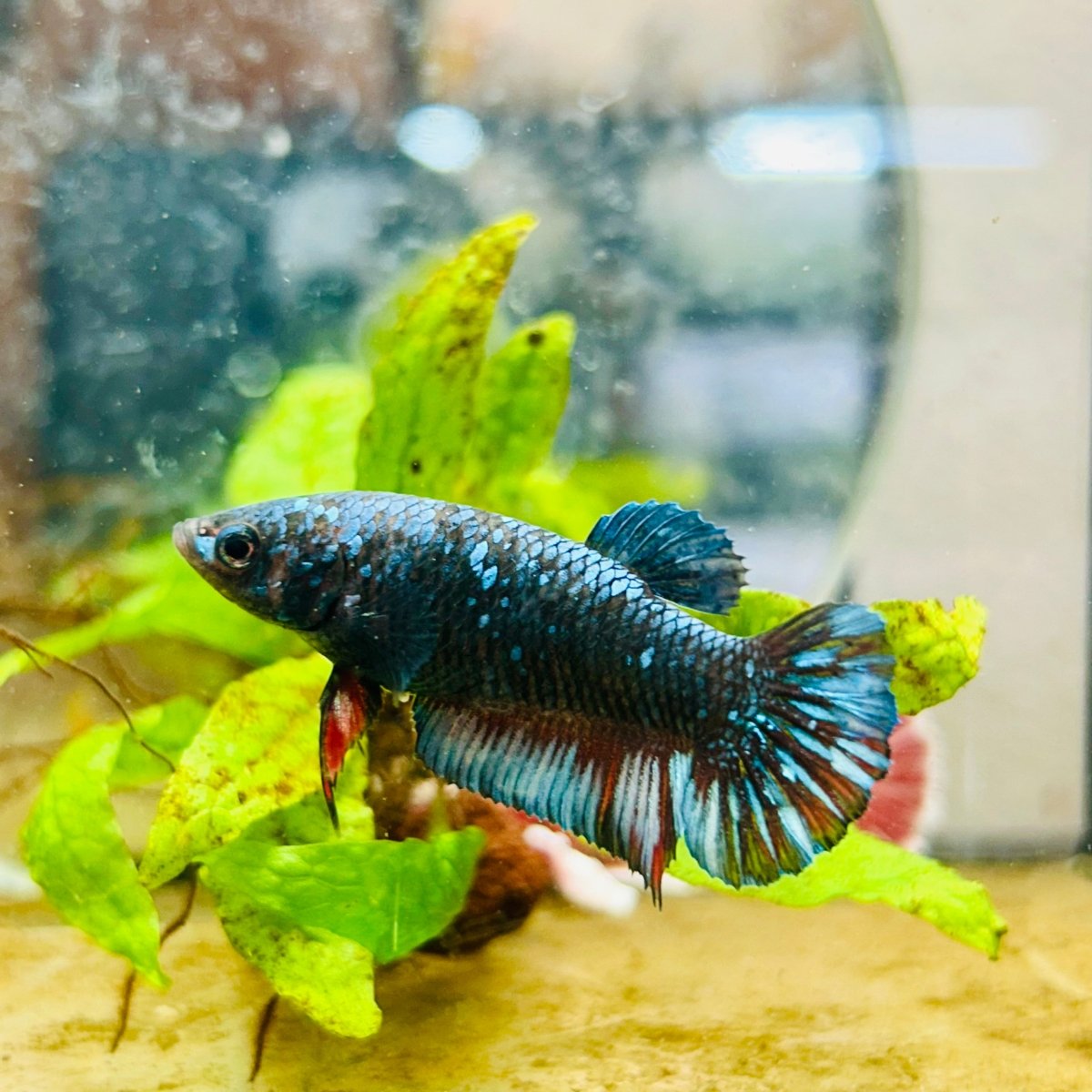 Betta Female Plakat Avatar Nebula #198