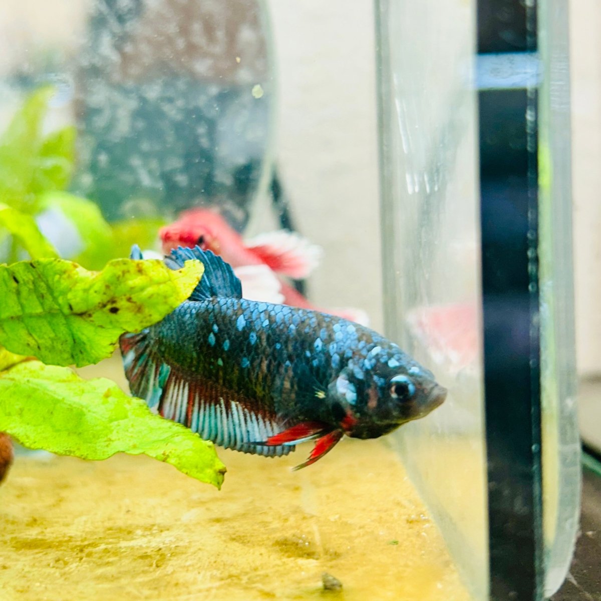 Betta Female Plakat Avatar Nebula #198