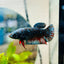 Betta Female Plakat Avarta Nebula 198