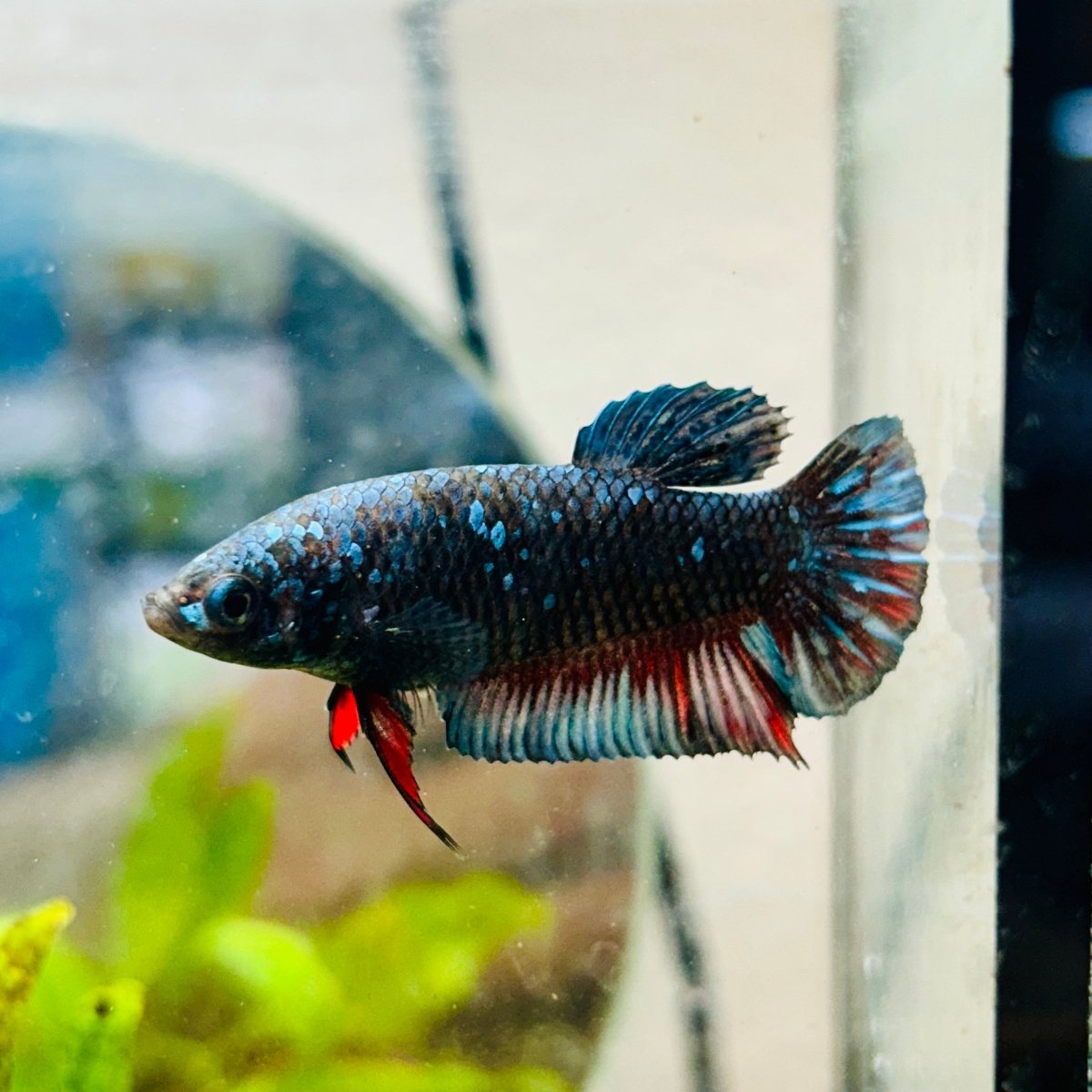 Betta Female Plakat Avatar Nebula #198