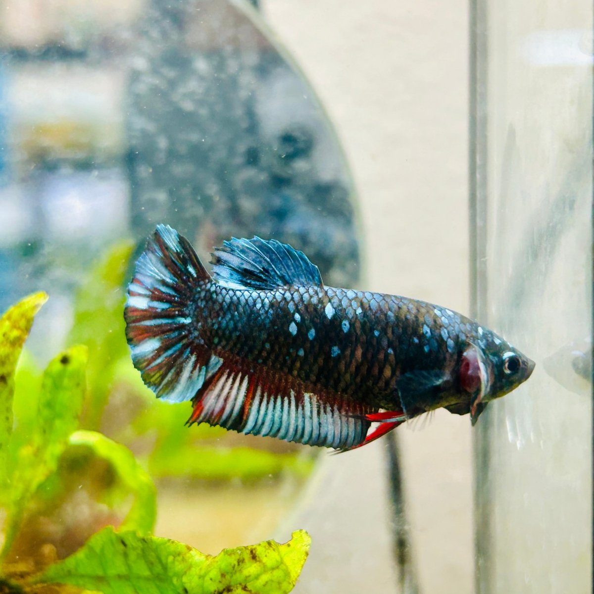 Betta Female Plakat Avatar Nebula #198