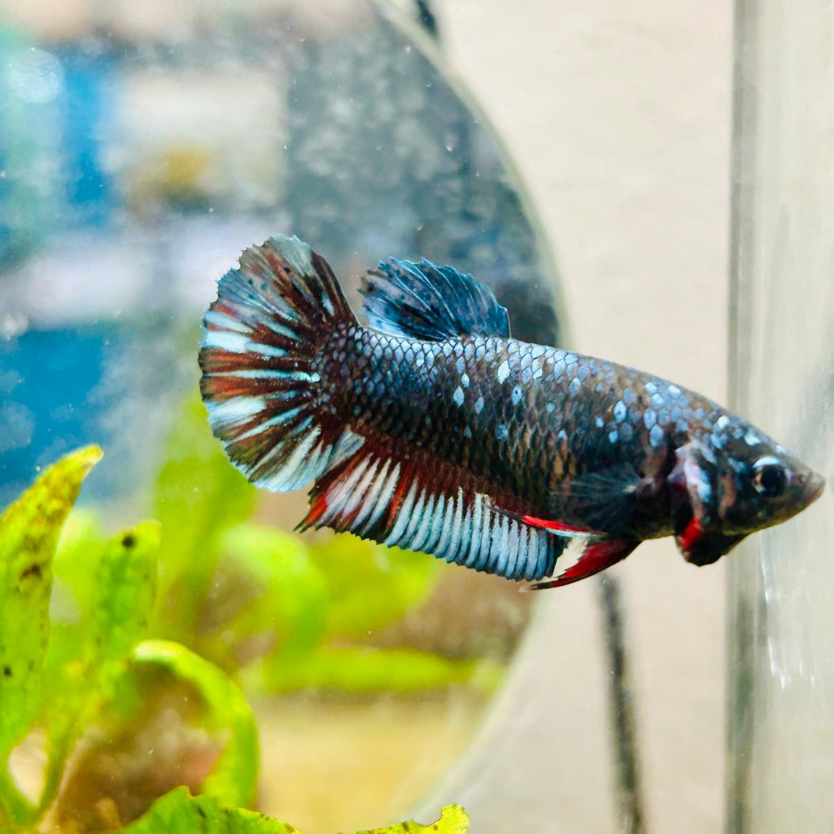 Betta Female Plakat Avatar Nebula #198