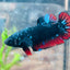 Betta Female Plakat Avarta Vampire 72