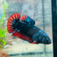 Betta Female Plakat Avarta Vampire 72