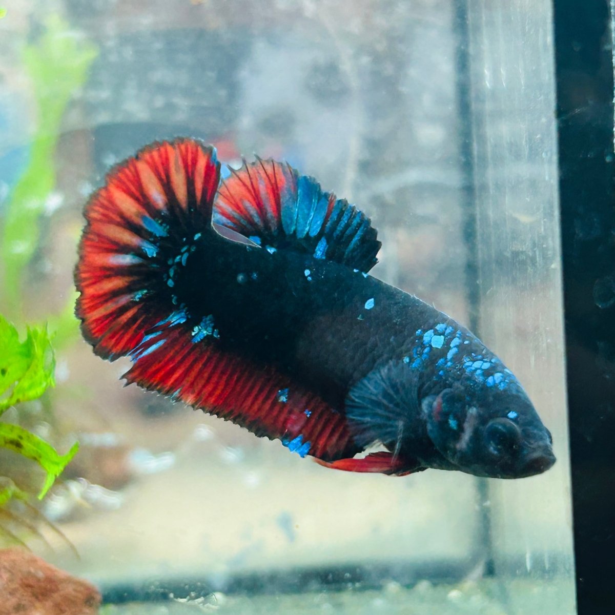 Betta Female Plakat Avarta Vampire 72