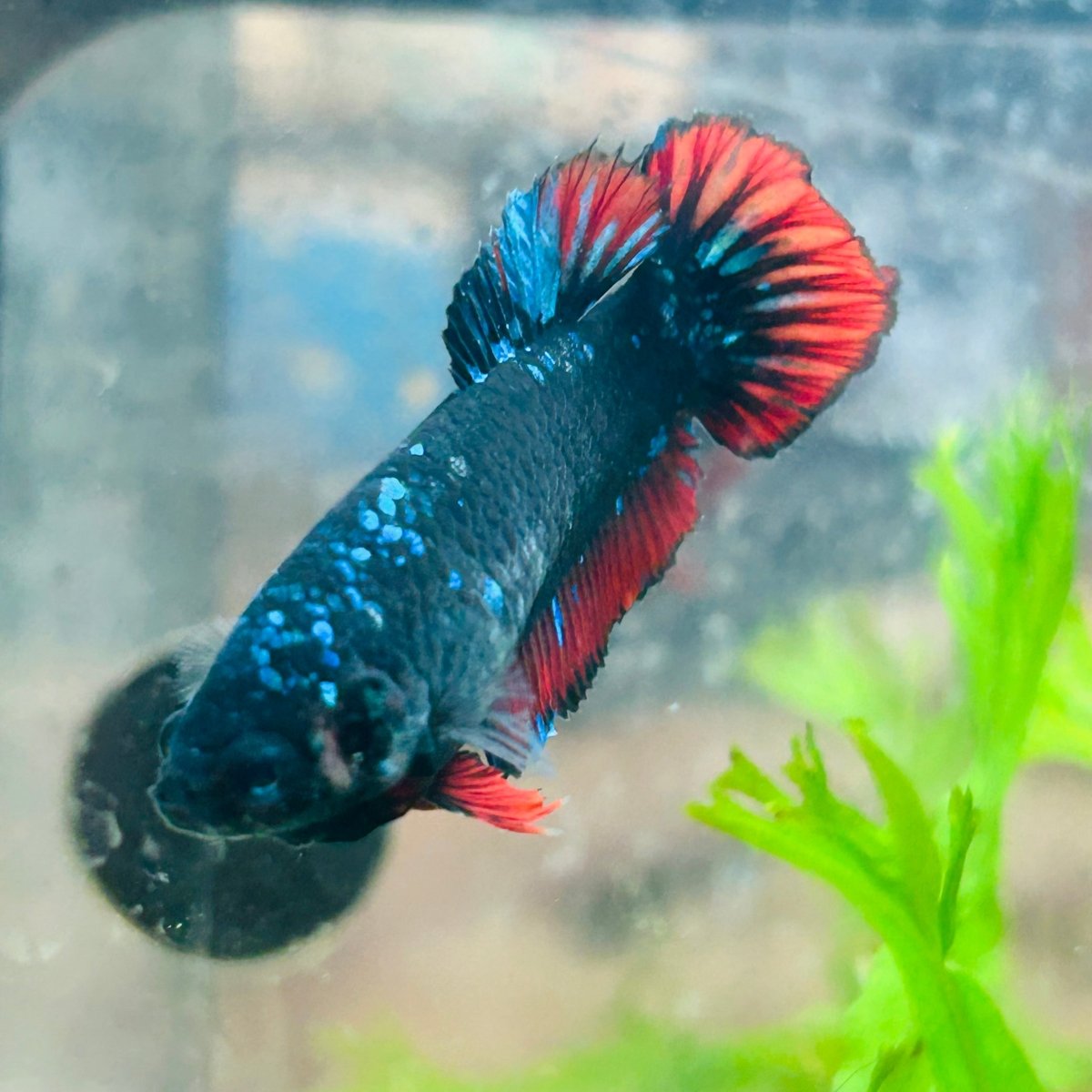 Betta Female Plakat Avarta Vampire 72