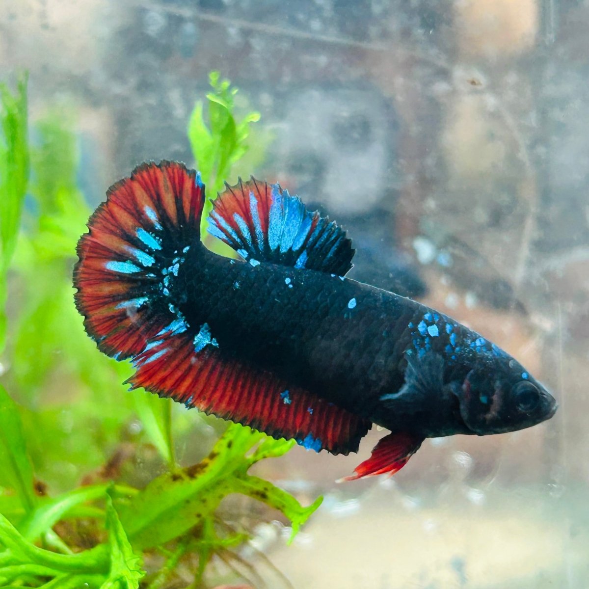 Betta Female Plakat Avarta Vampire 72