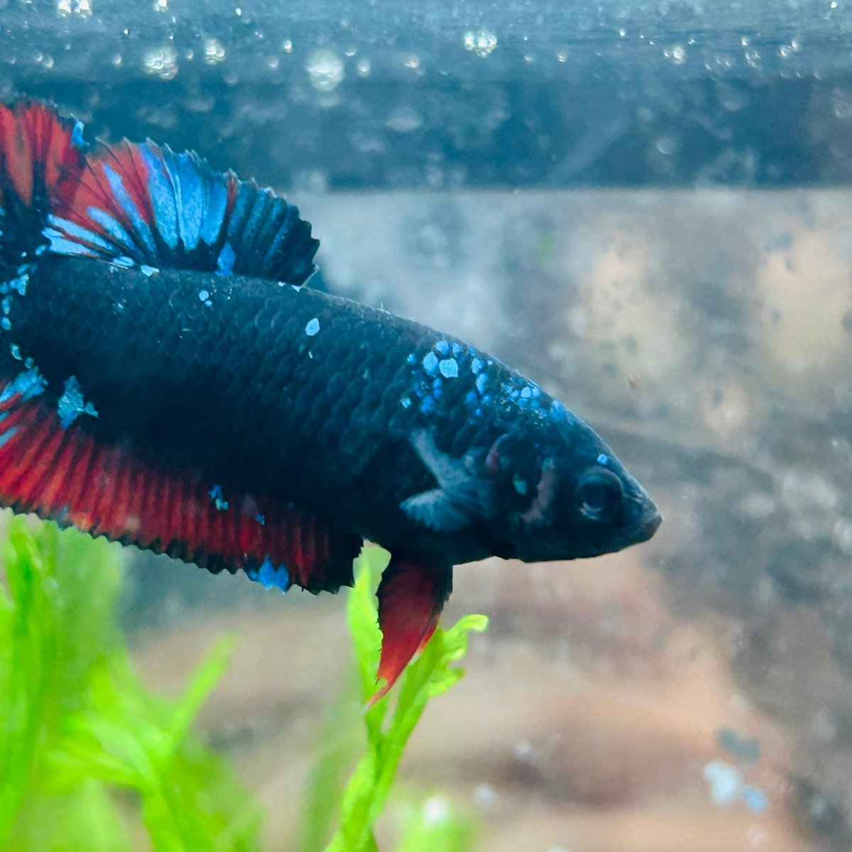 Betta Female Plakat Avarta Vampire 72