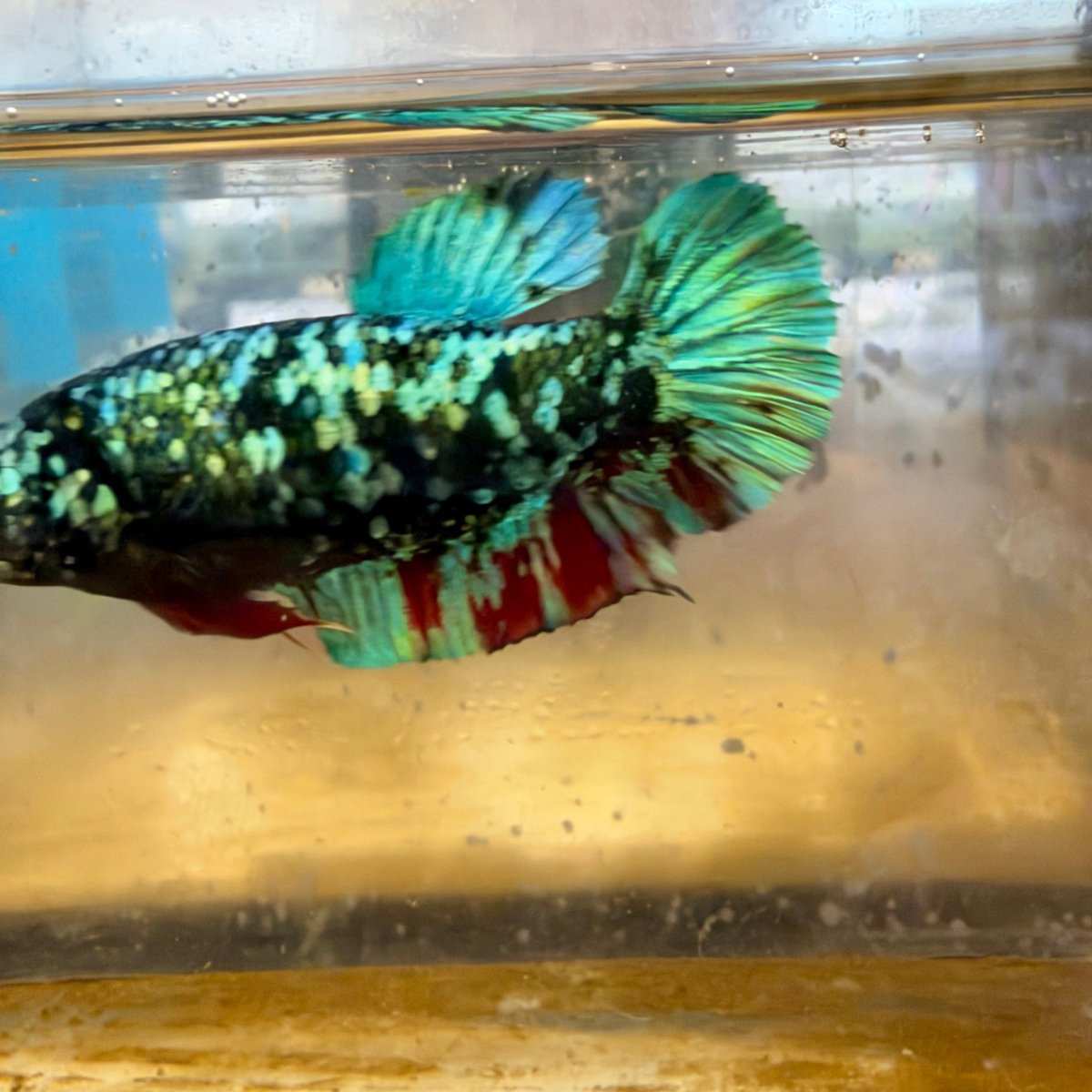 Betta Female Plakat Avatar Nebula #Au40