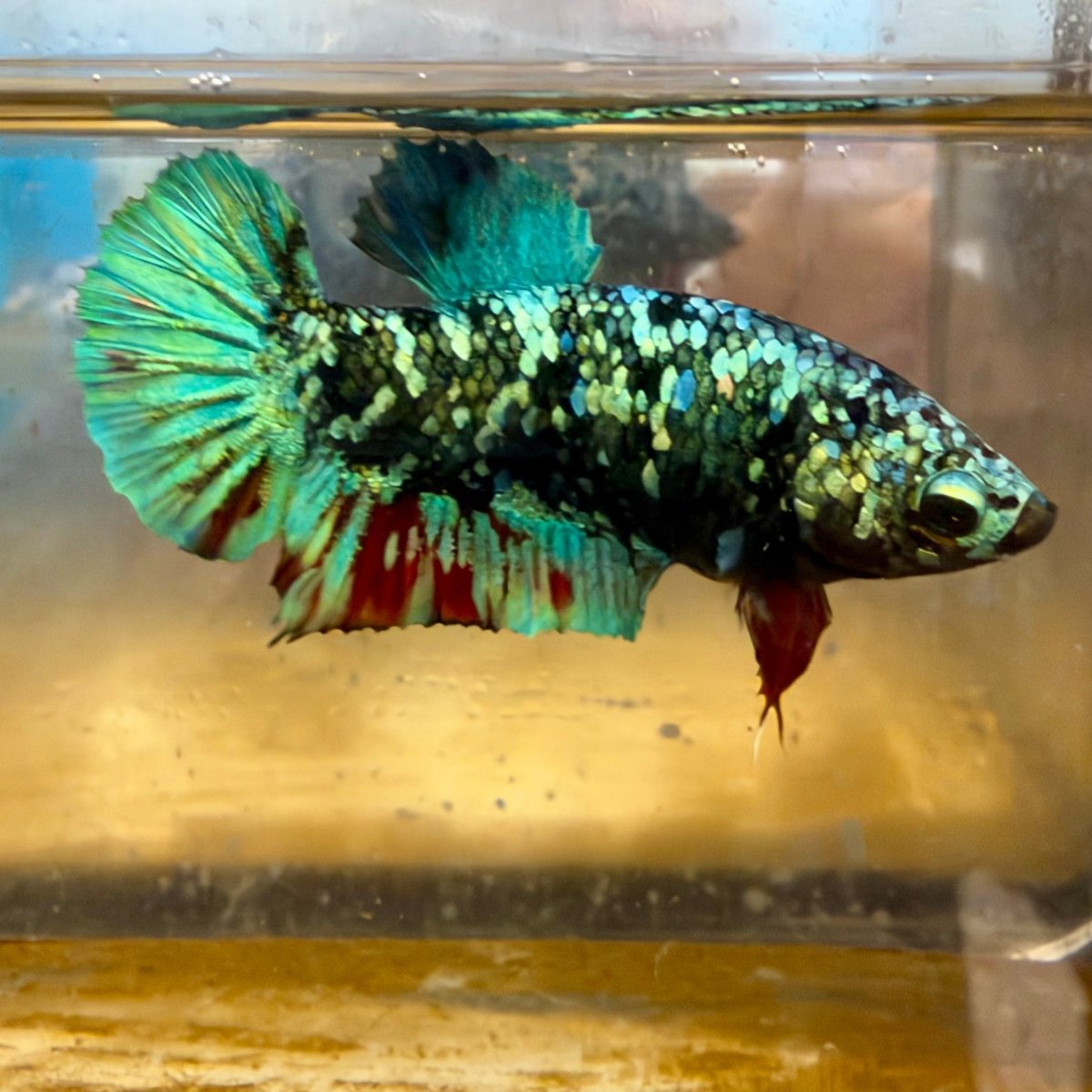 Betta Female Plakat Avatar Nebula #Au40